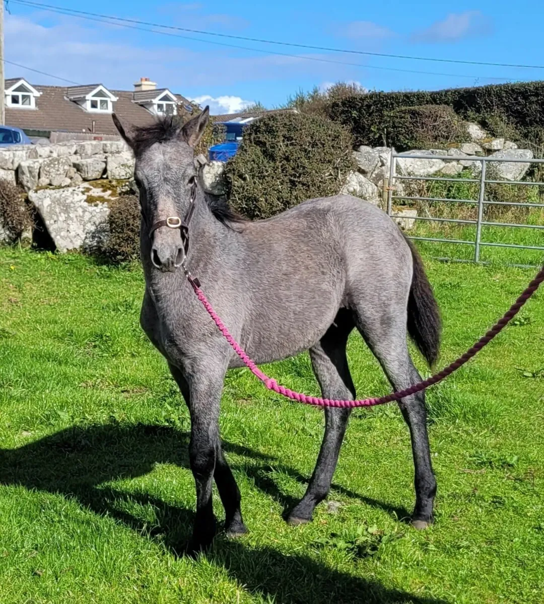 Connemara Pony Colt Foal - Image 1