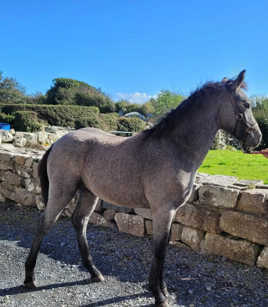 Connemara Pony Colt Foal - Image 2