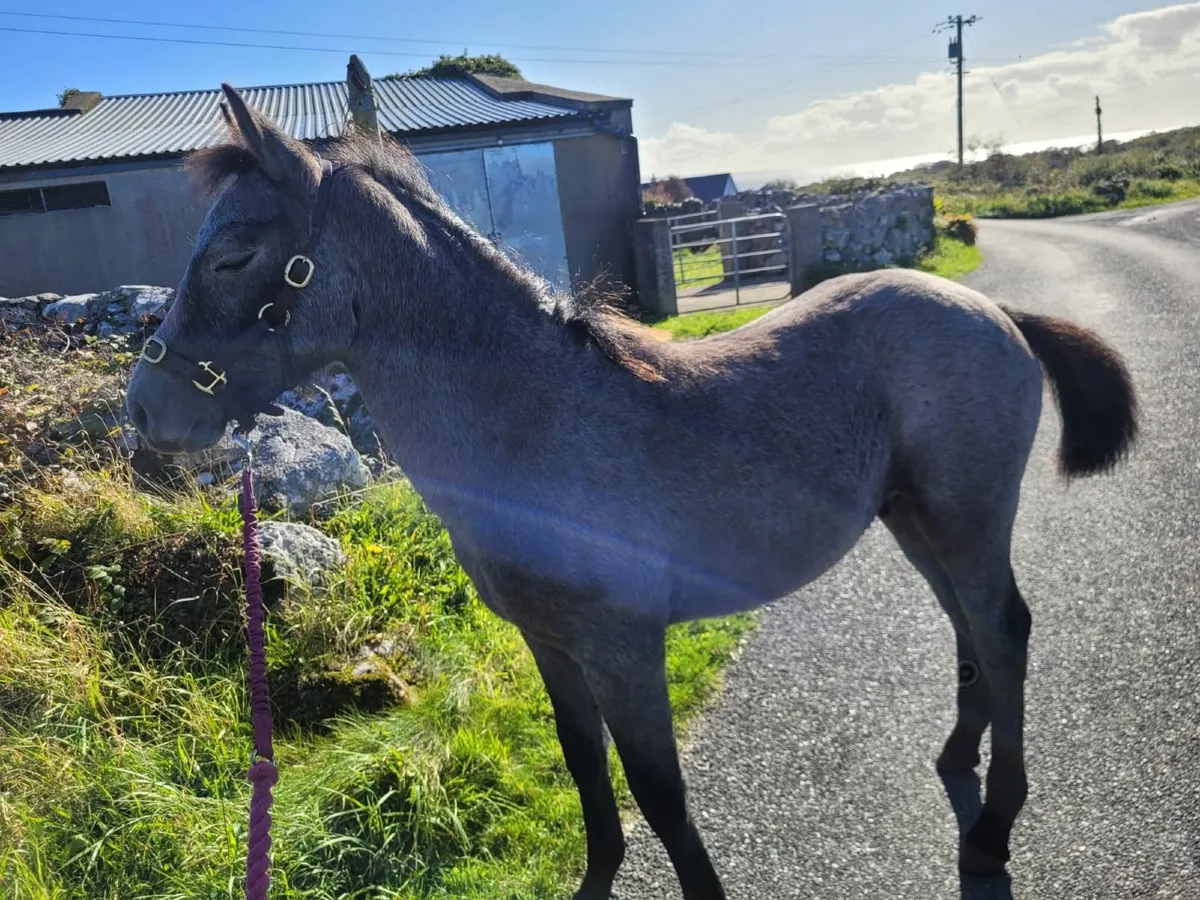 Connemara Pony Colt Foal - Image 3