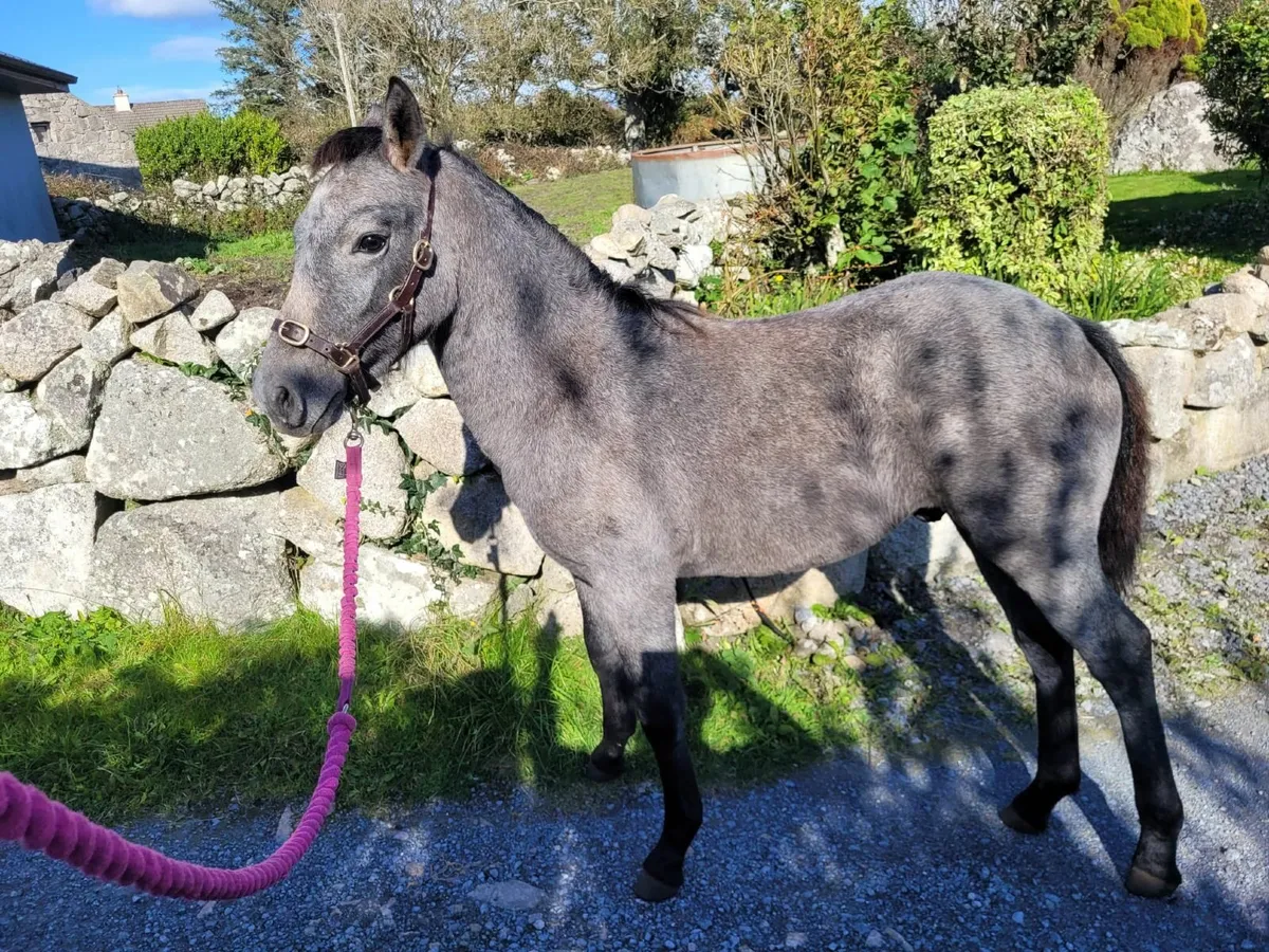 Connemara Pony Colt Foal - Image 4