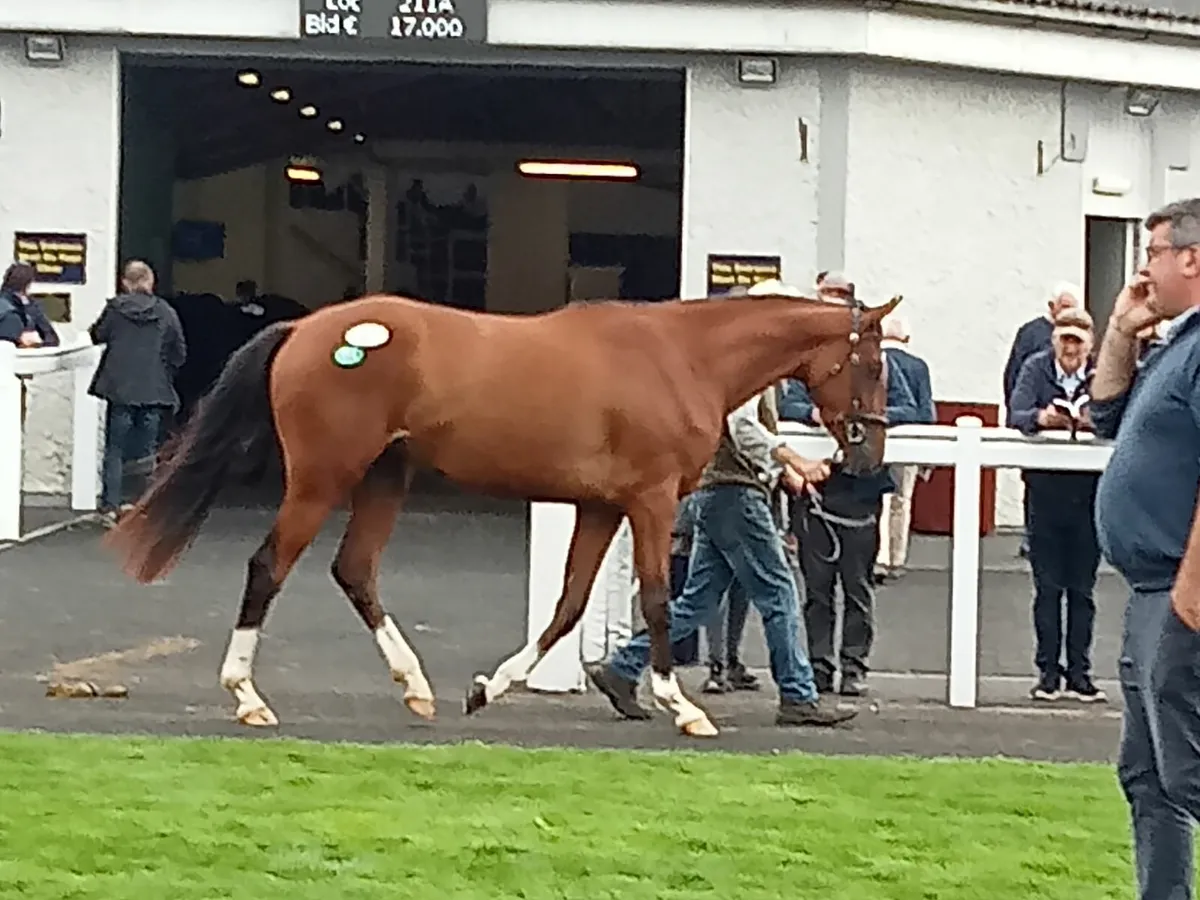 3years tb gelding. - Image 2