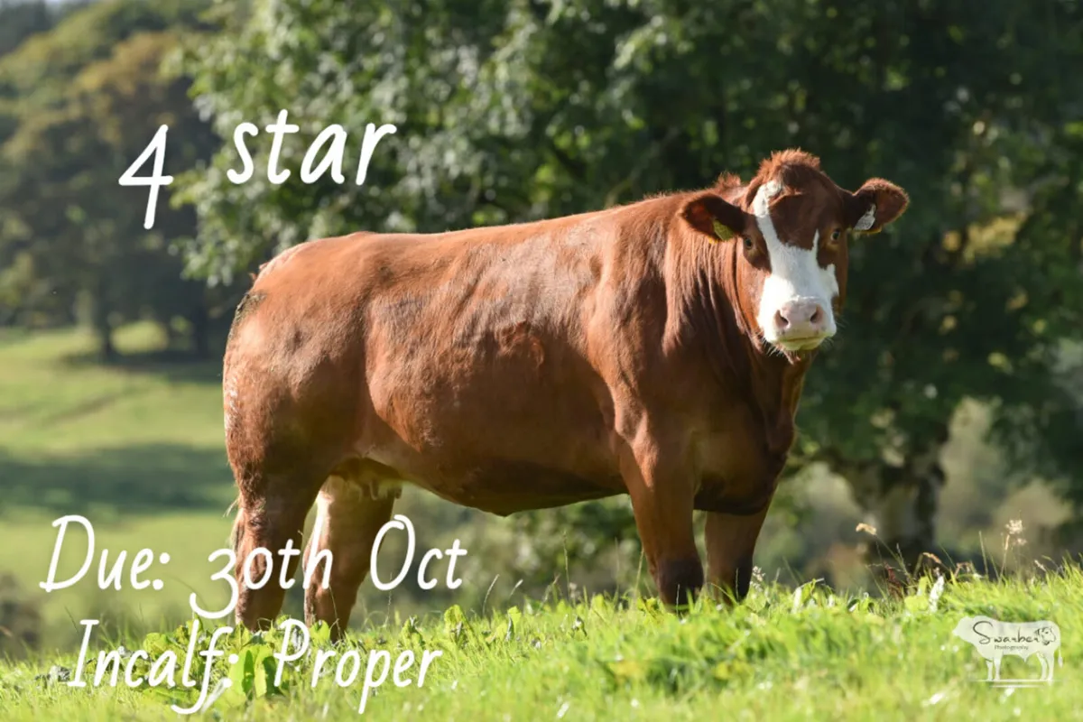 Henrys Incalf Heifer Sale - Image 1