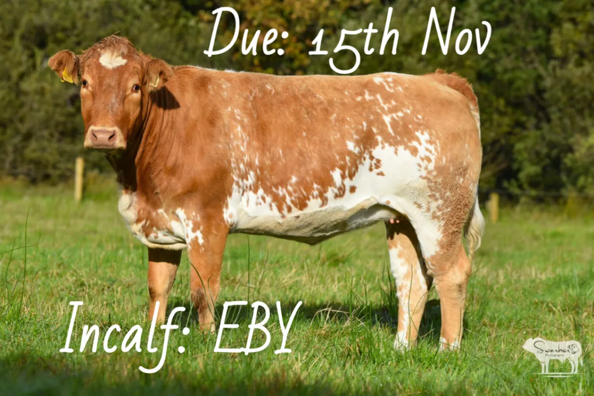 Henrys Incalf Heifer Sale - Image 2