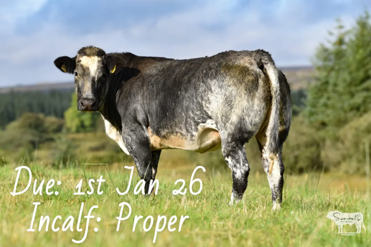 Henrys Incalf Heifer Sale - Image 3