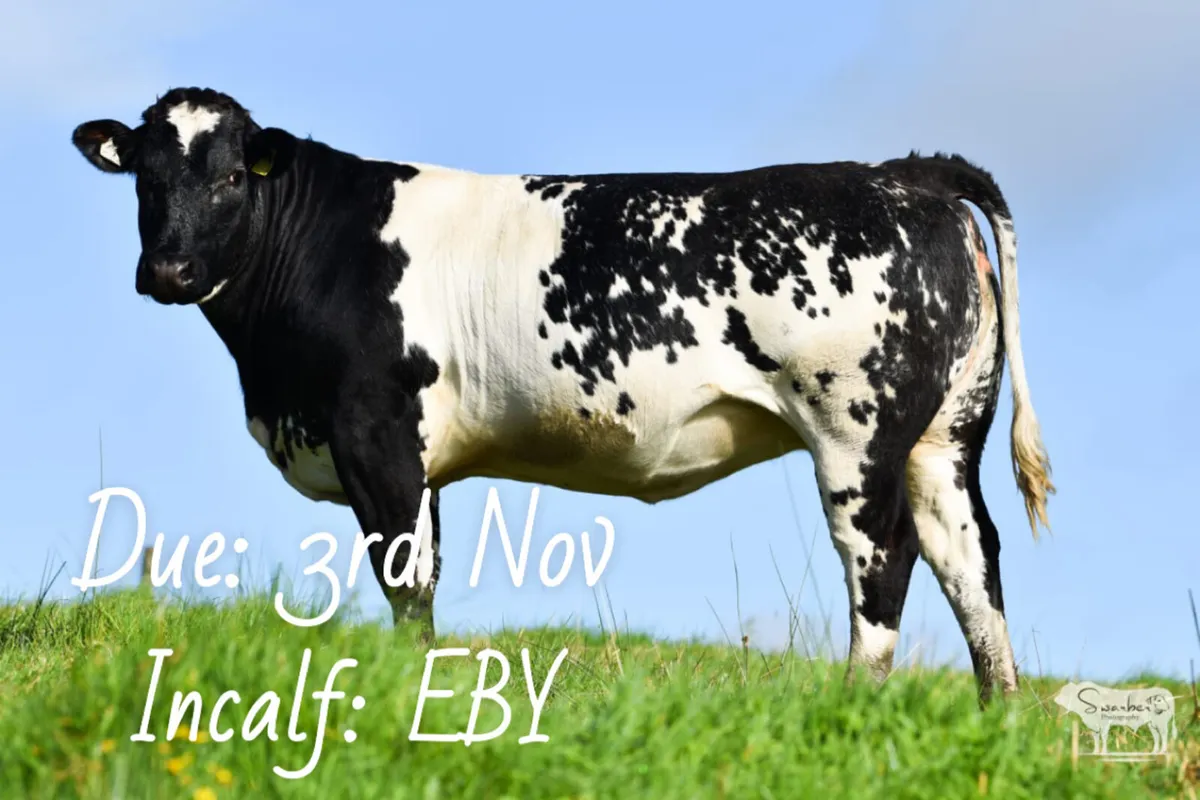 Henrys Incalf Heifer Sale - Image 4