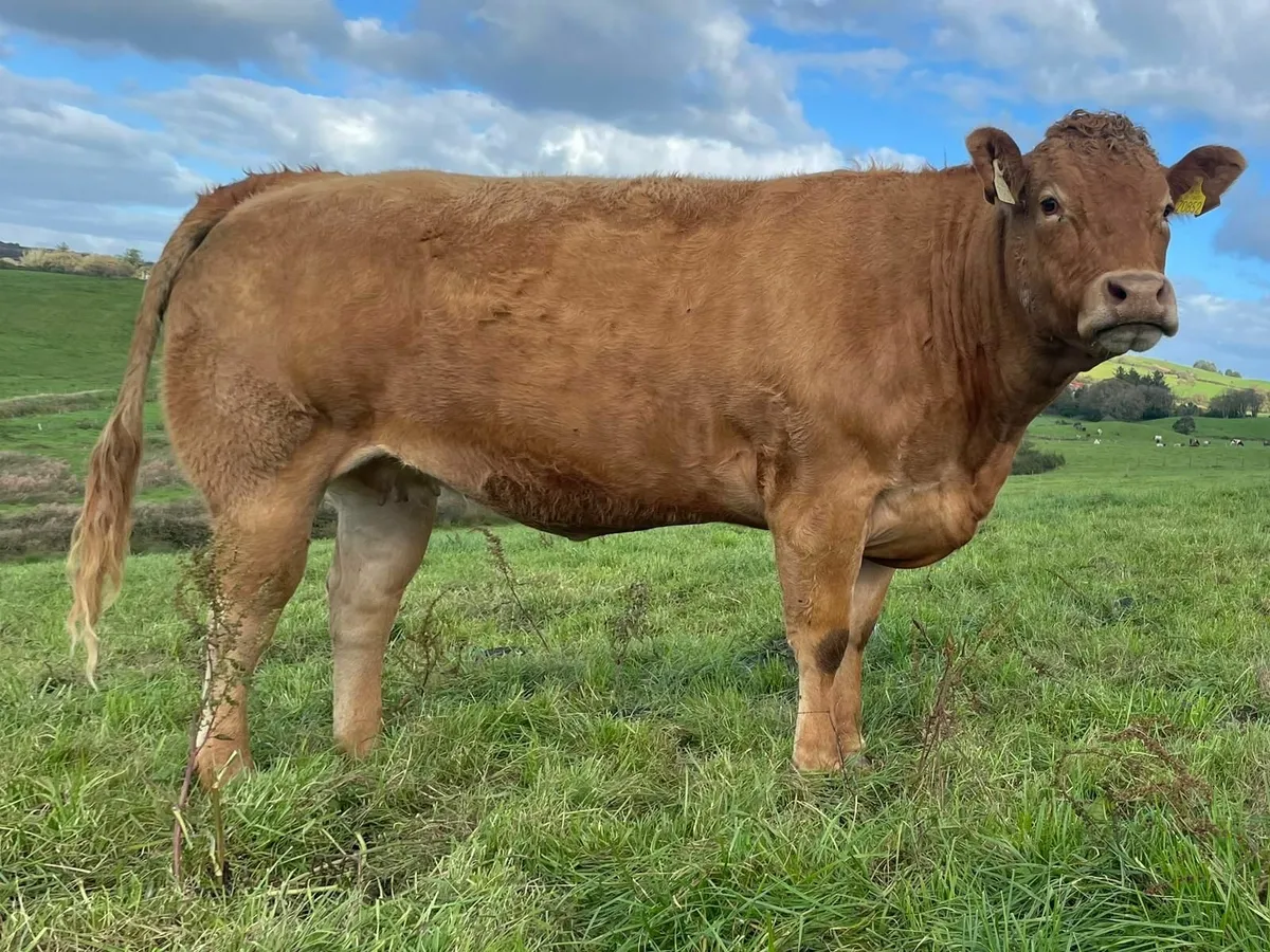5☆ Incalf Heifer for Gortatlea Mart - Image 1