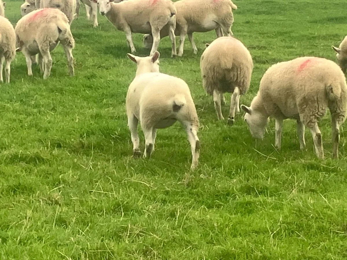 Sheep - Image 1