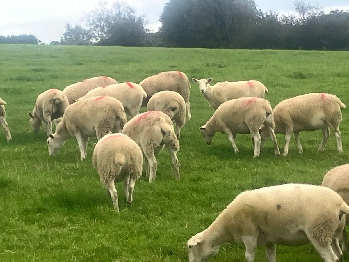 Sheep - Image 2