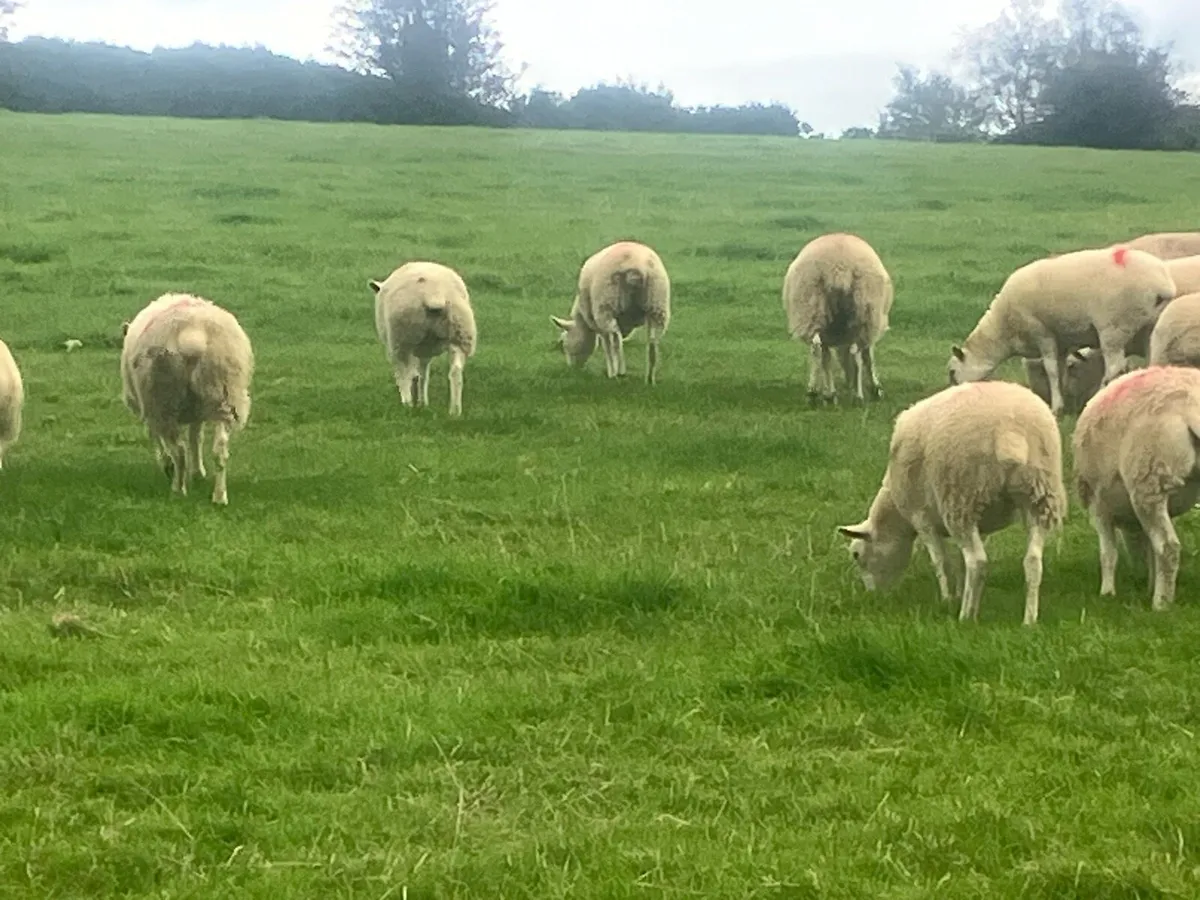 Sheep - Image 3