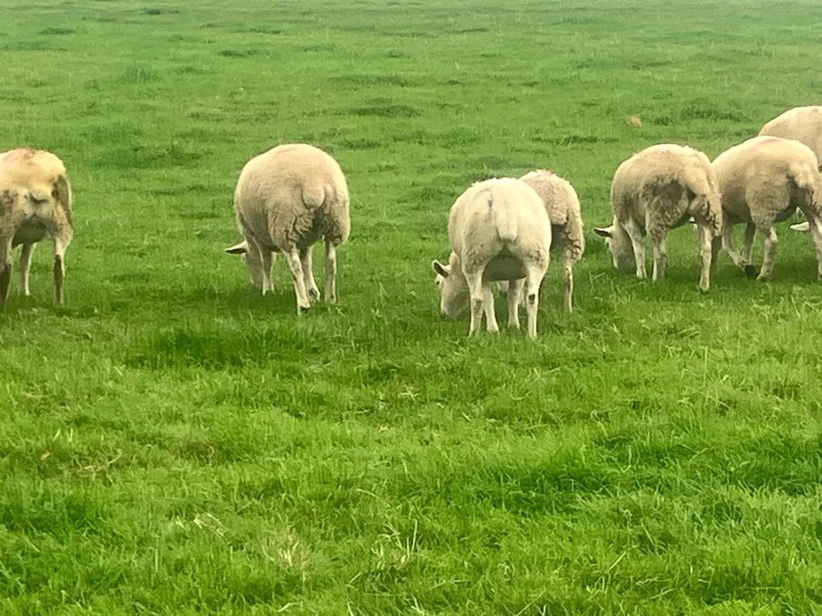 Sheep - Image 4