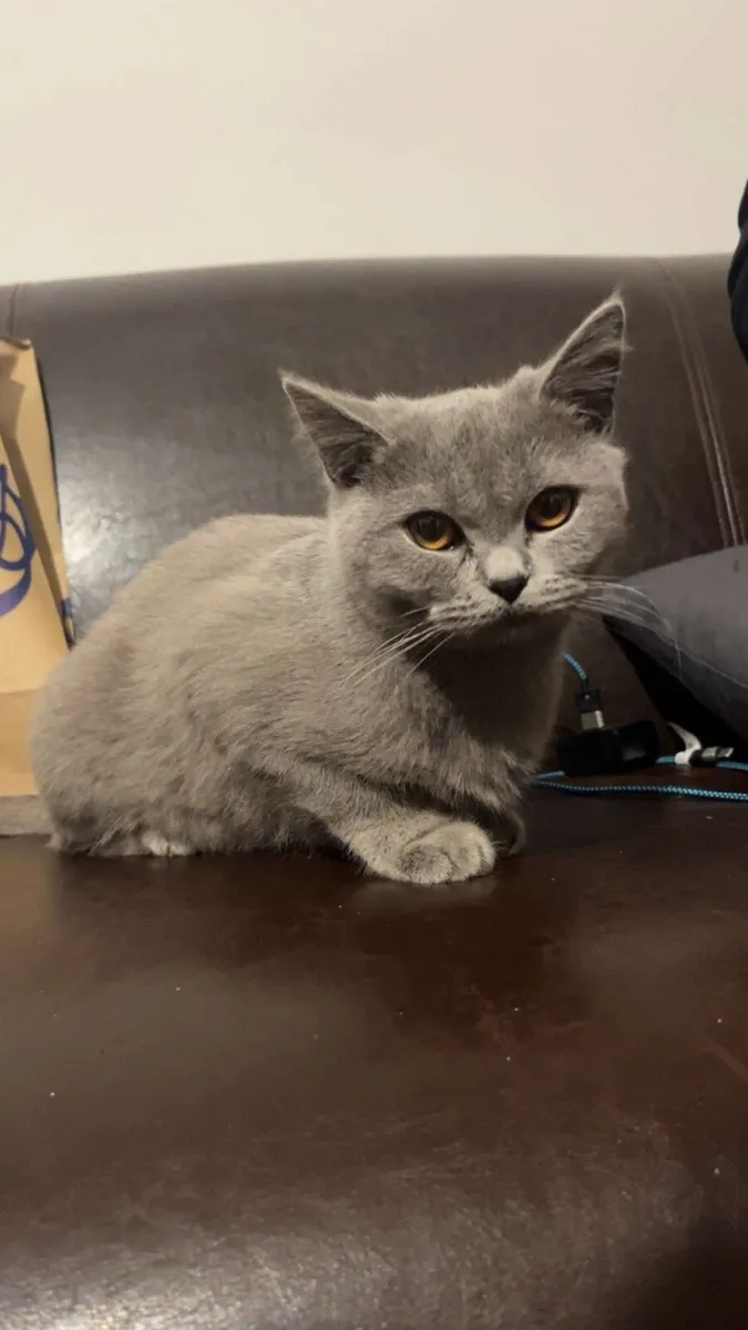 3 cats for sale - Image 1