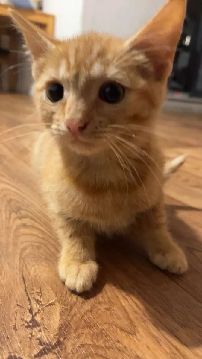 3 cats for sale - Image 2