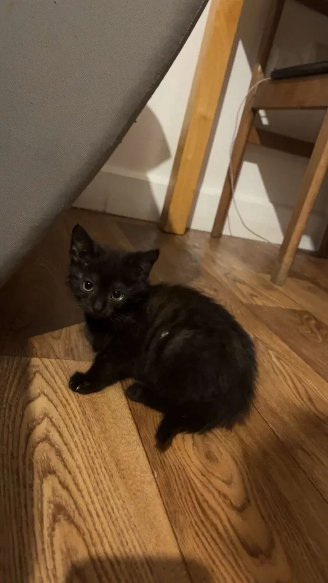 3 cats for sale - Image 3