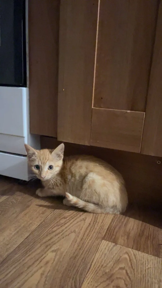 3 cats for sale - Image 4