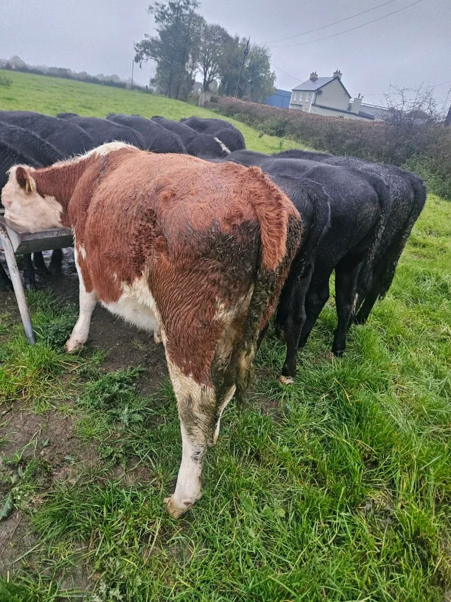 Cattle - Image 1