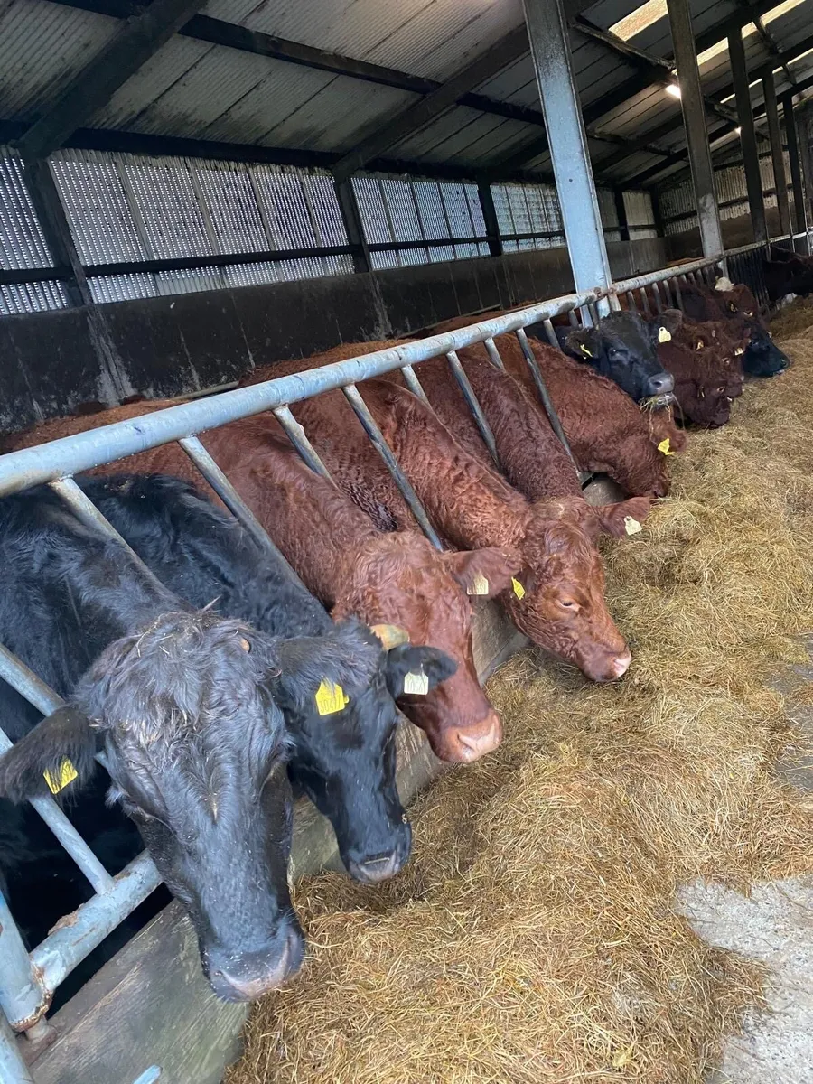 Bullocks For Sale - Image 1