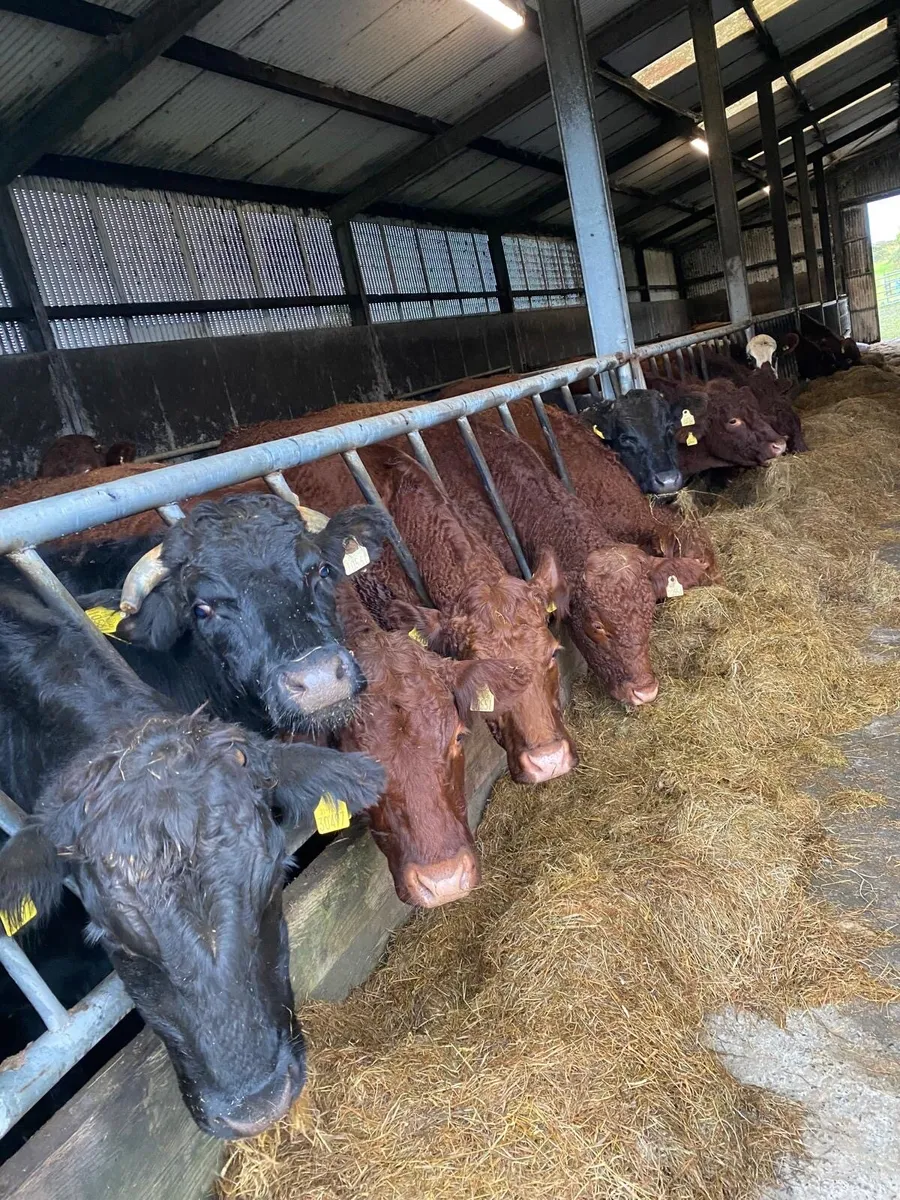Bullocks For Sale - Image 2