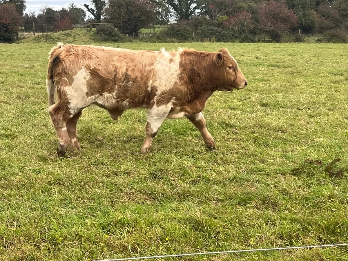 Bull weanlings - Image 1