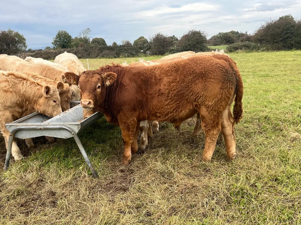 Bull weanlings - Image 2