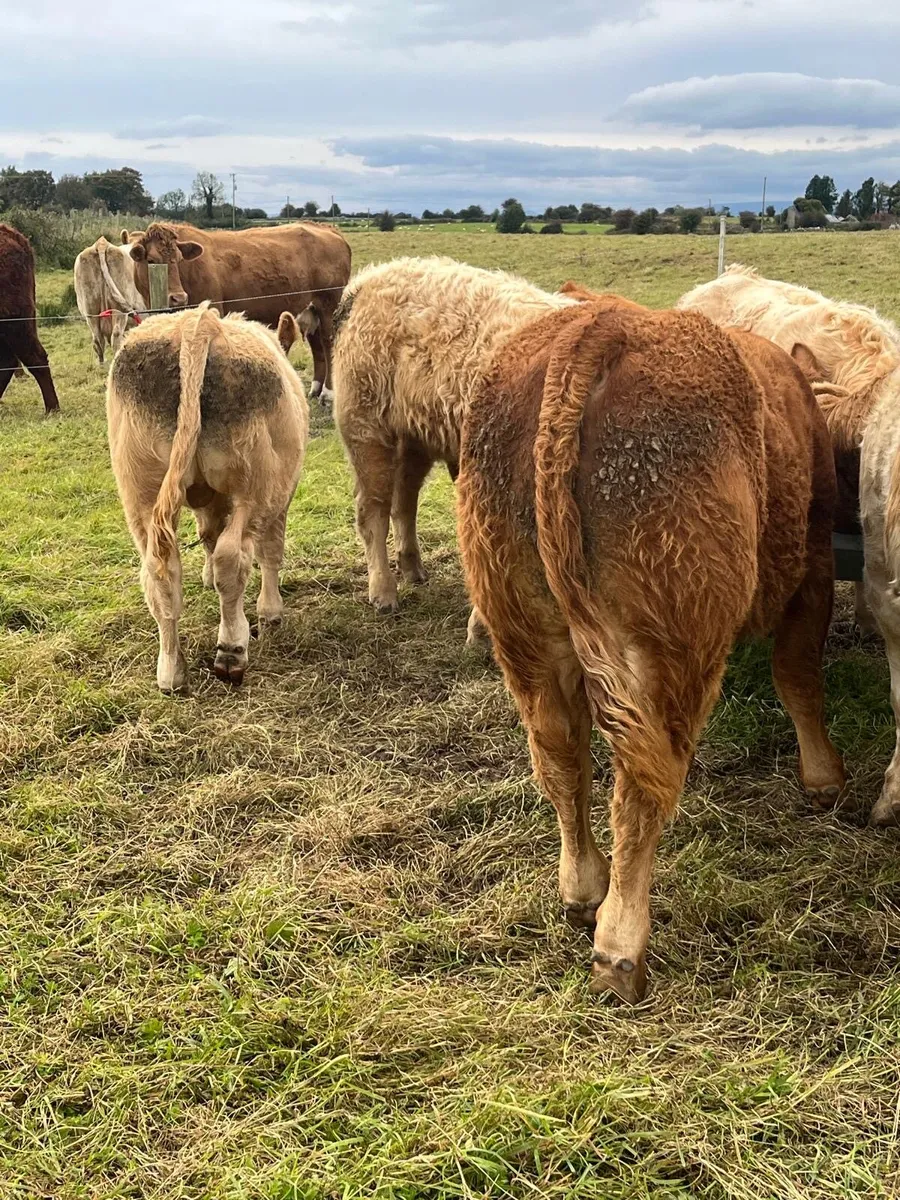 Bull weanlings - Image 3