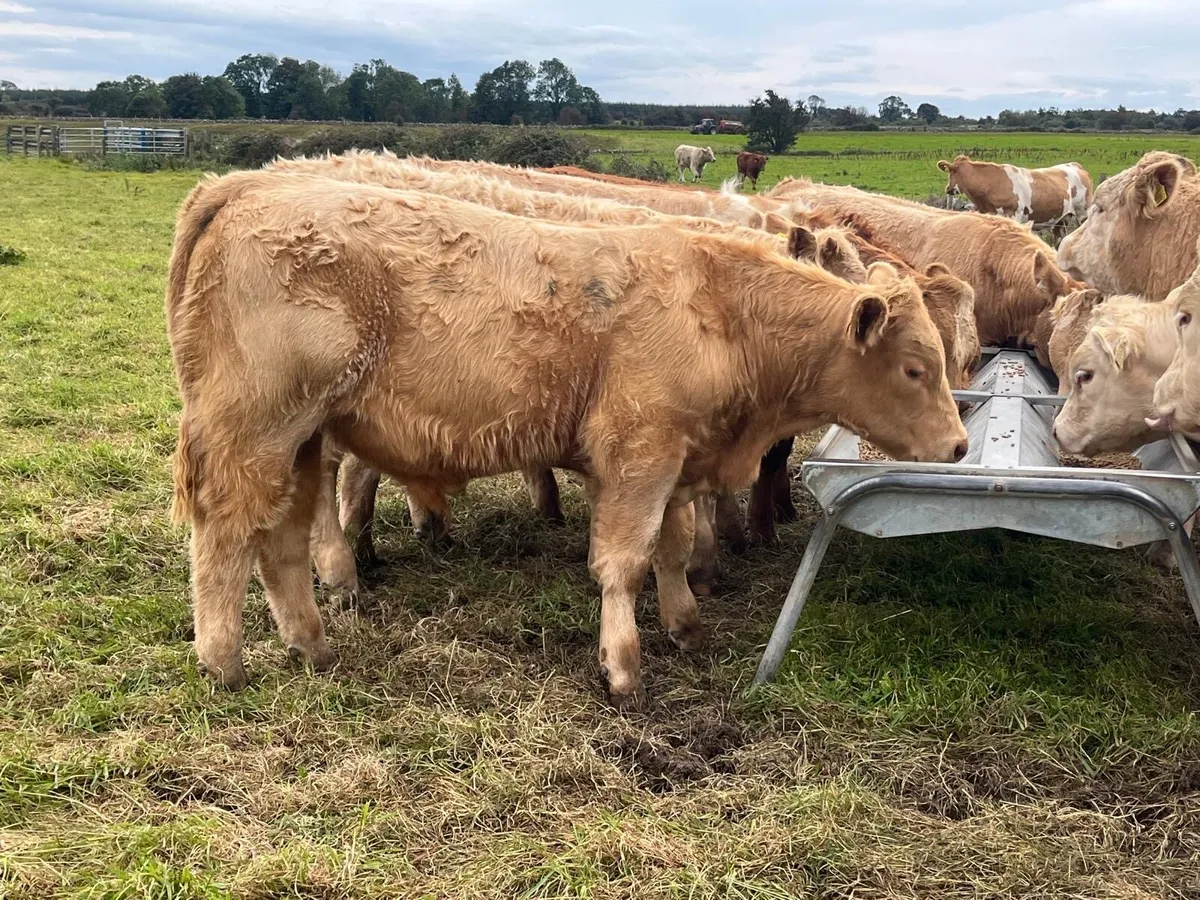 Bull weanlings - Image 4