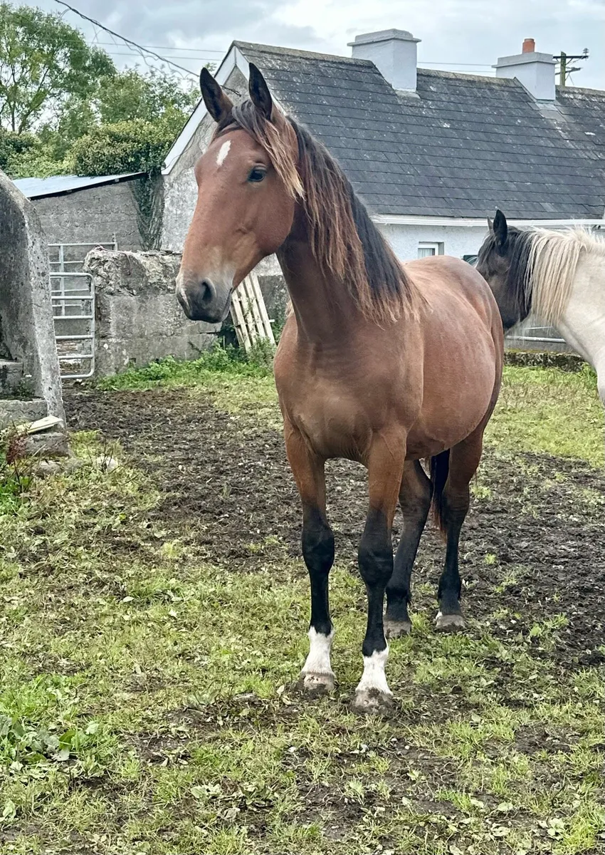 Irish Draught Filly - Image 3