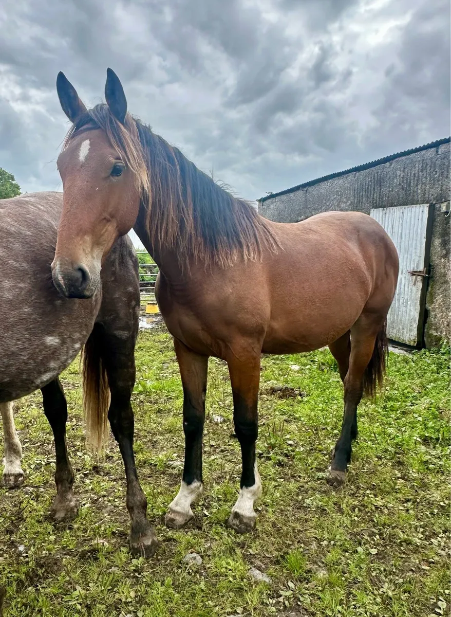 Irish Draught Filly - Image 4