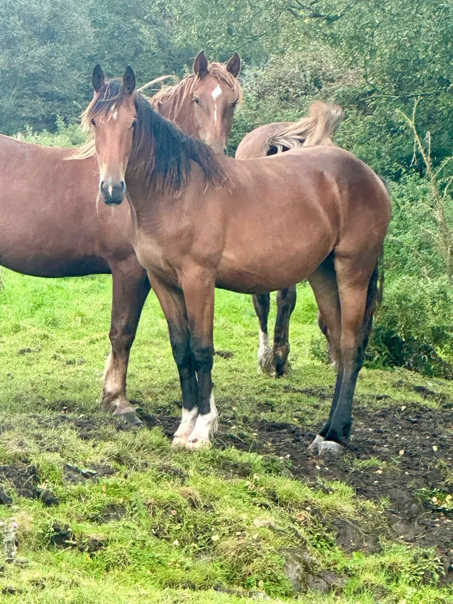 Irish Draught Filly - Image 1