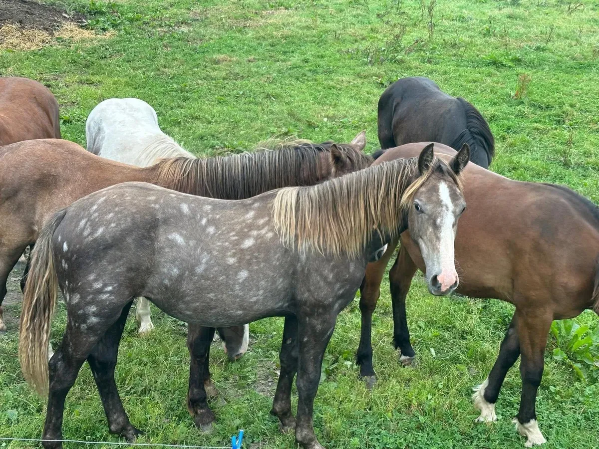 Quality Irish Draught Yearling - Image 1