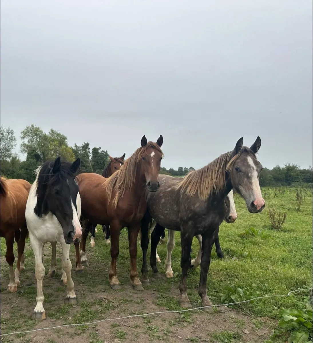 Quality Irish Draught Yearling - Image 4