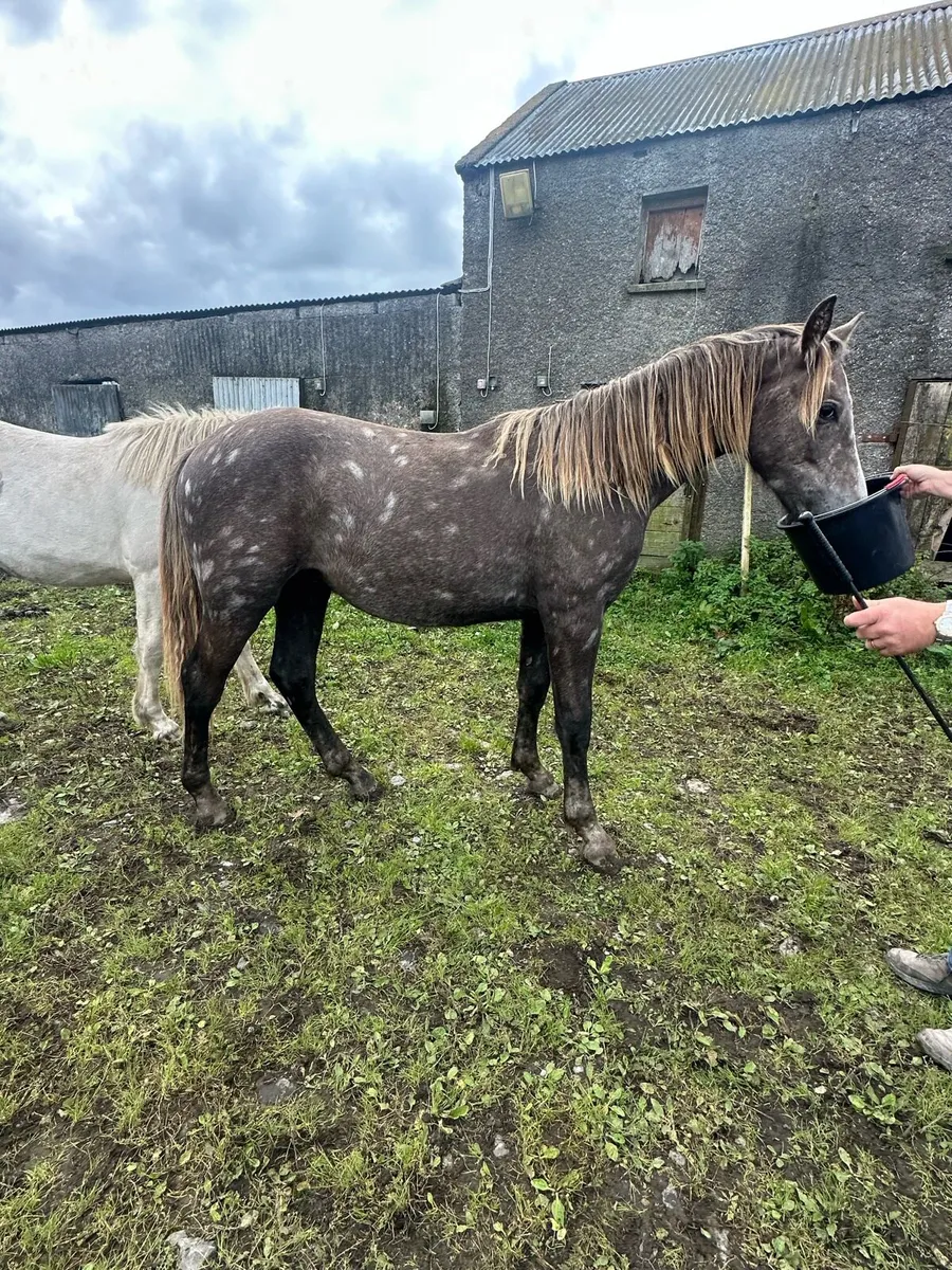 Quality Irish Draught Yearling - Image 2