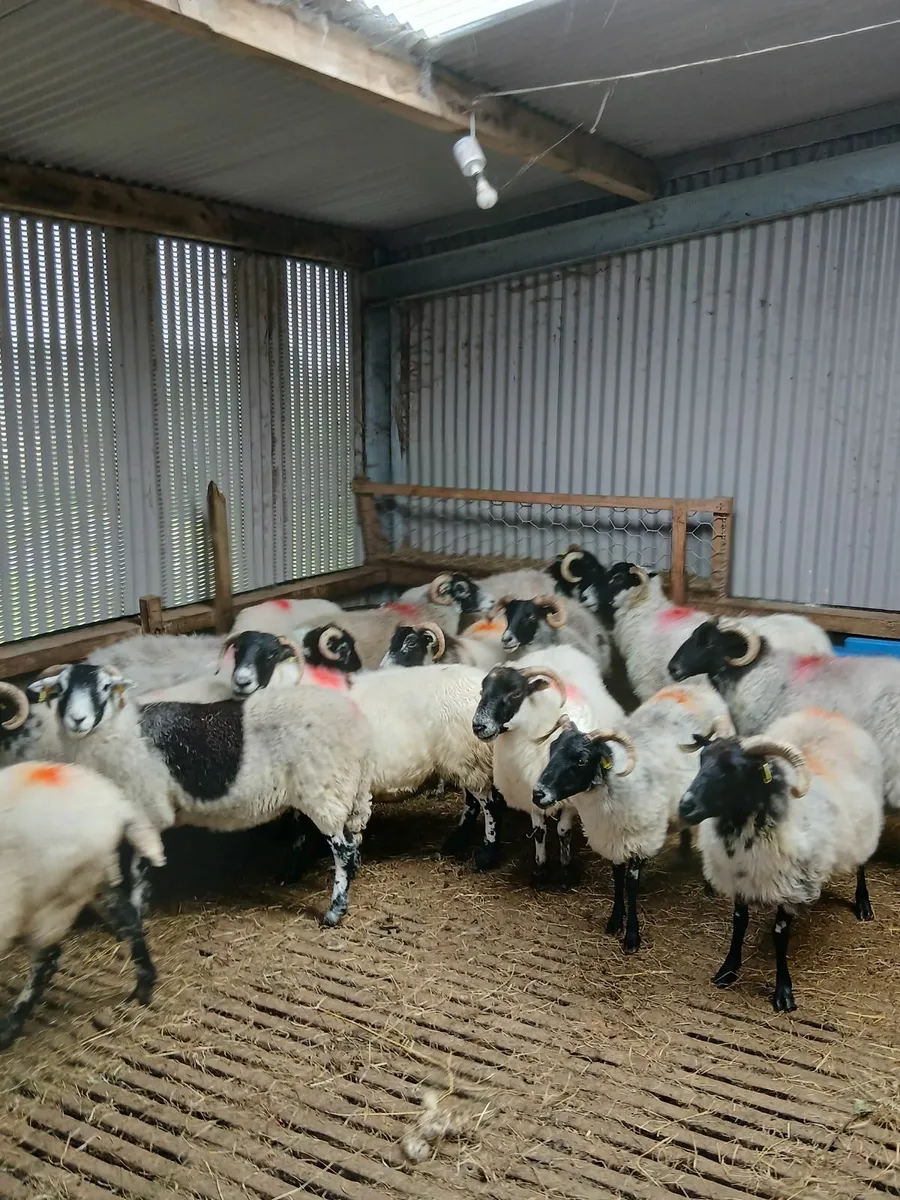 Hoggets and ewes for sale - Image 3