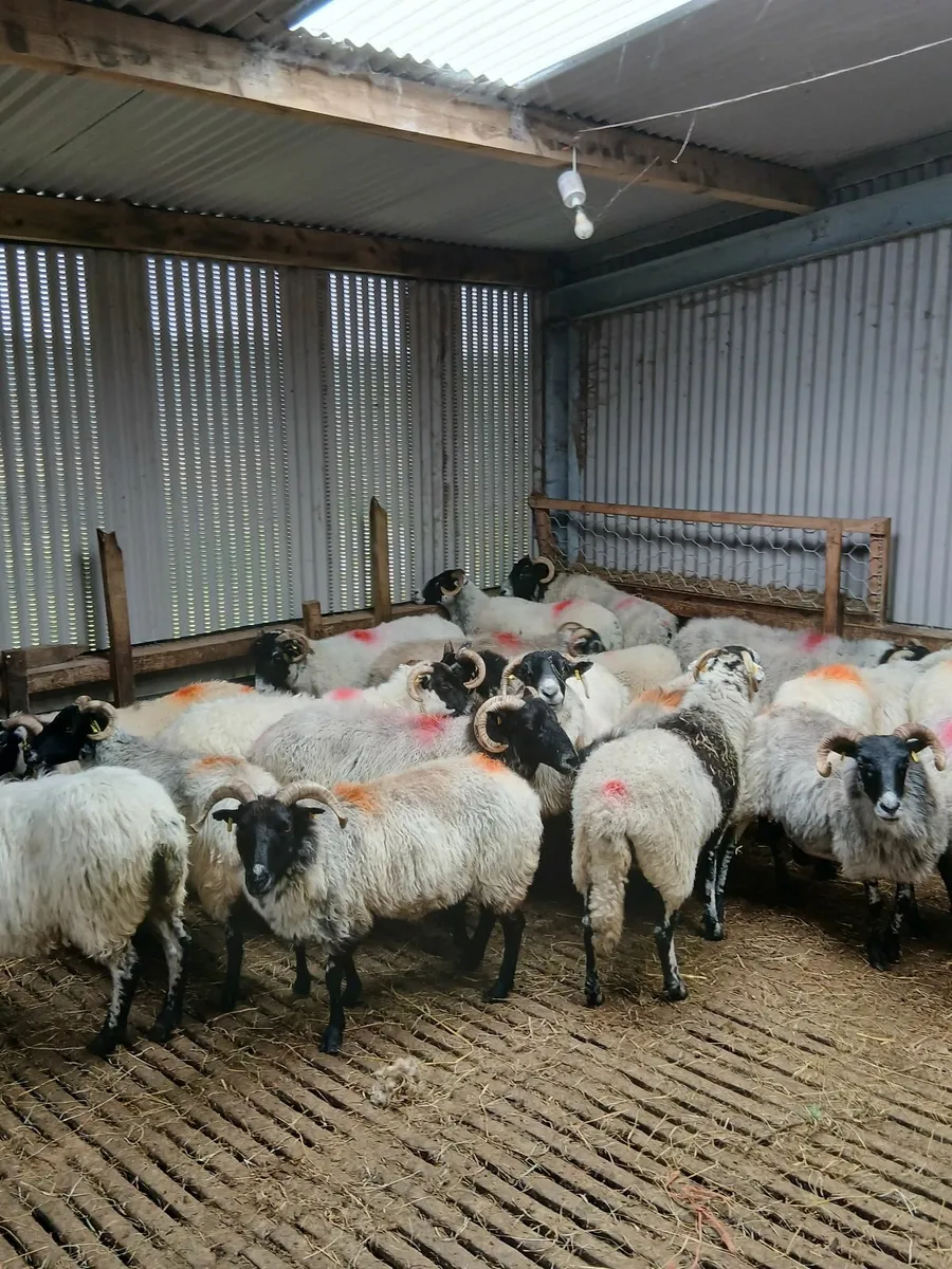 Hoggets and ewes for sale - Image 2