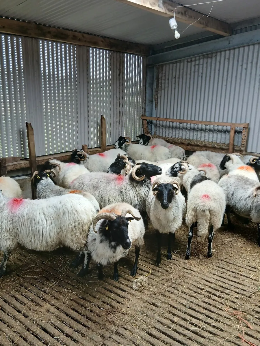 Hoggets and ewes for sale - Image 1