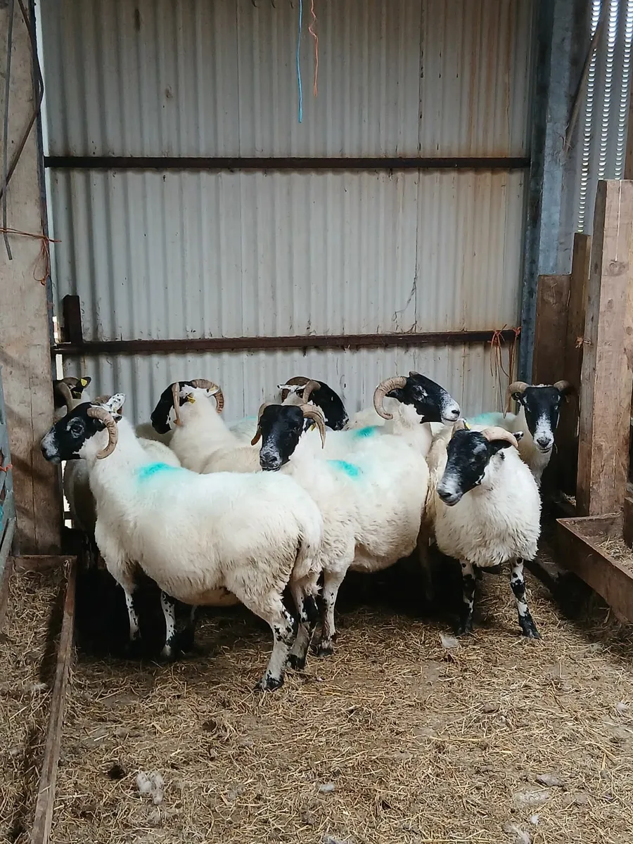 Hoggets and ewes for sale - Image 4
