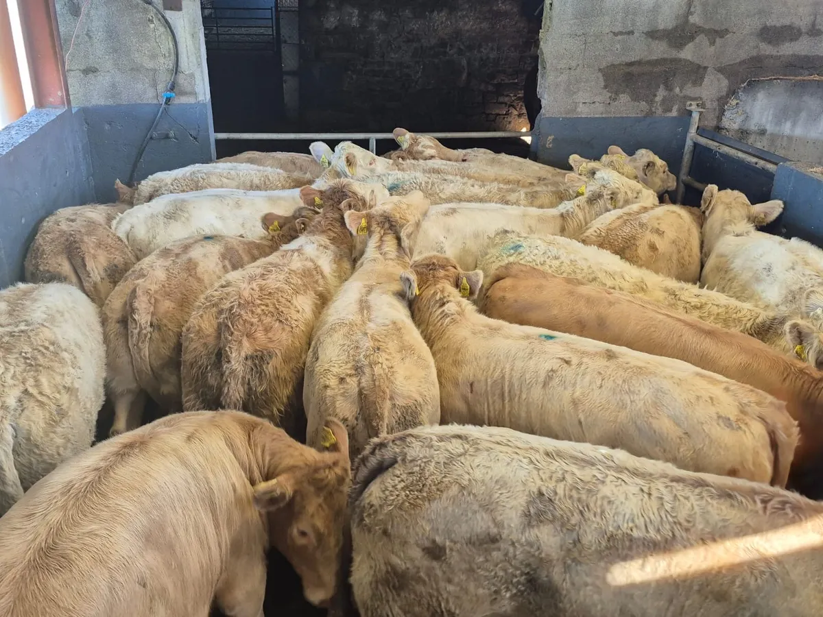 24 Super Charolais Heifer Weanlings - Image 3