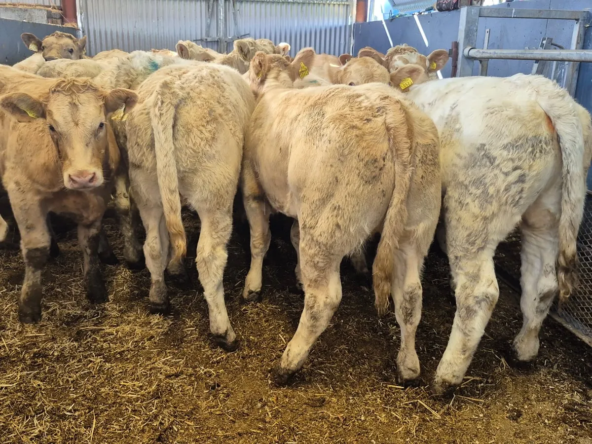 24 Super Charolais Heifer Weanlings - Image 4