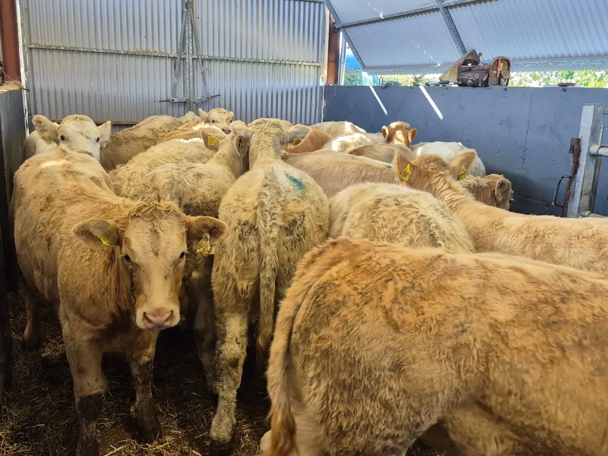 24 Super Charolais Heifer Weanlings - Image 1