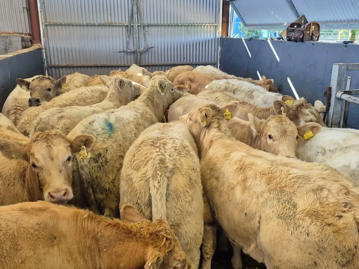 24 Super Charolais Heifer Weanlings - Image 2