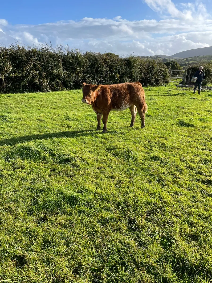 Weanling Heifer For Sale - Image 1