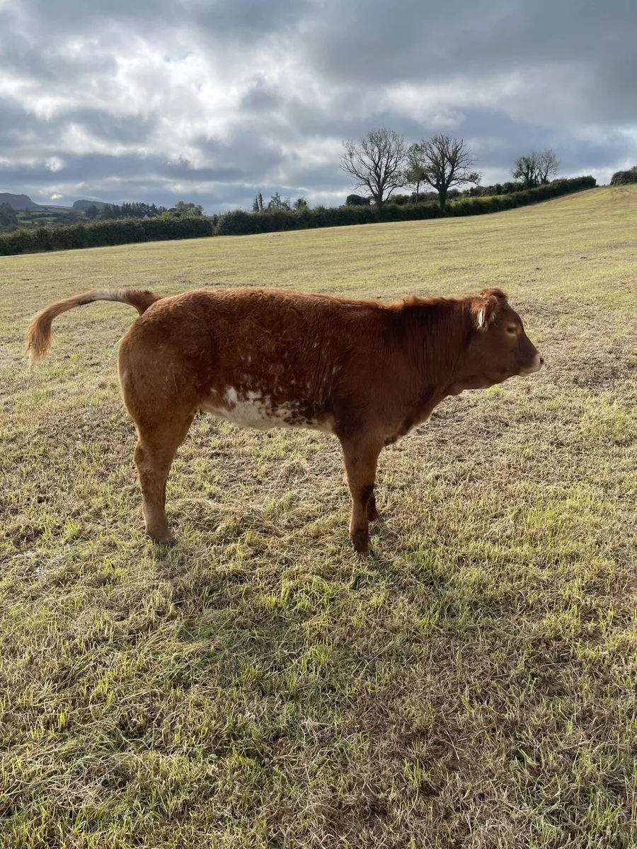 Weanling Heifer For Sale - Image 2