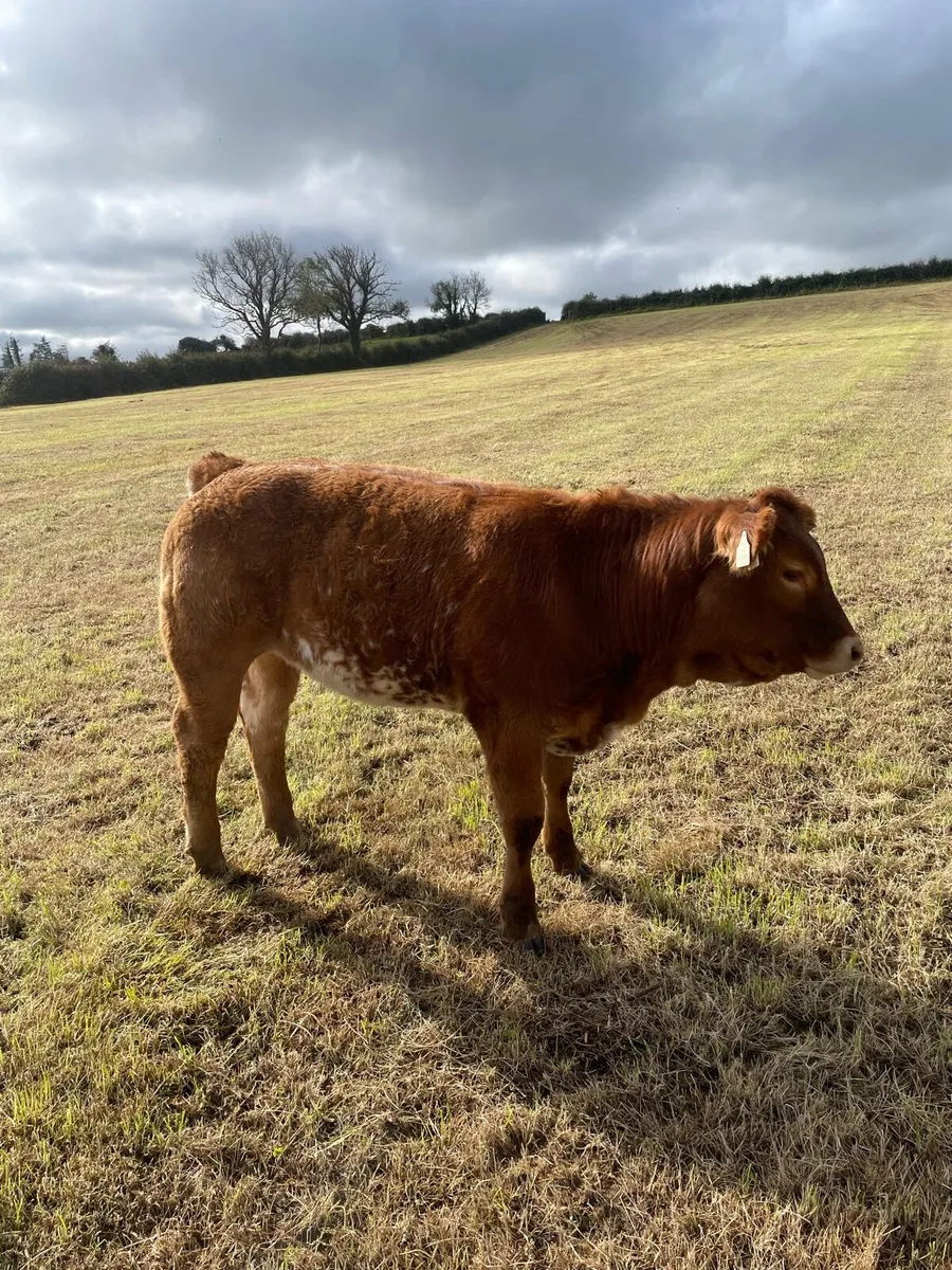 Weanling Heifer For Sale - Image 3