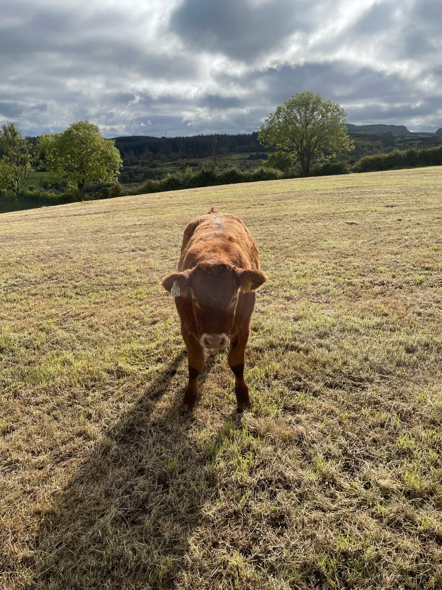 Weanling Heifer For Sale - Image 4