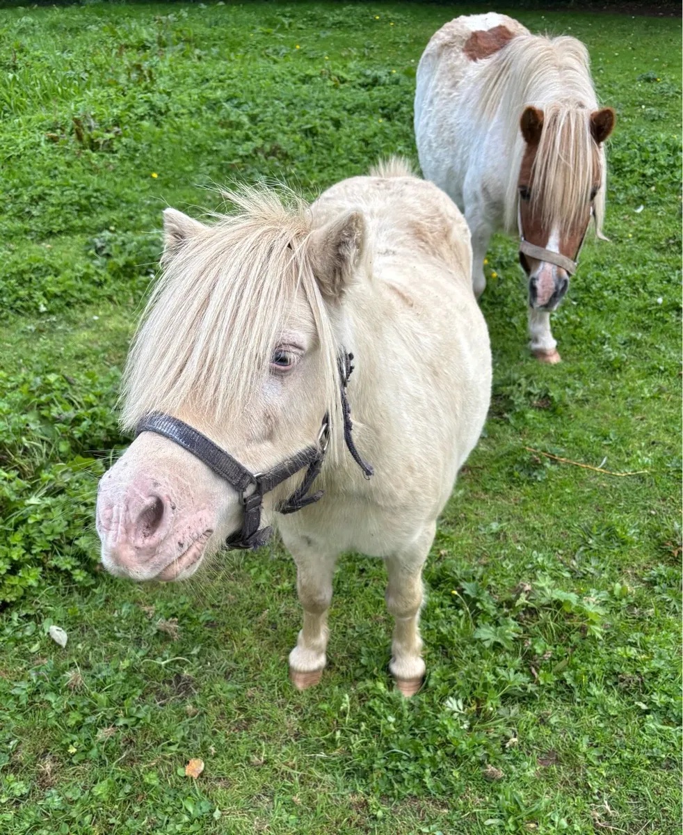 ADORABLE  29” MINI PET PONY GELDING - Image 4