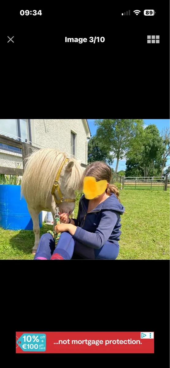 ADORABLE  29” MINI PET PONY GELDING - Image 3