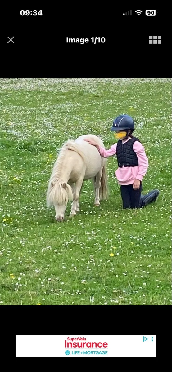 ADORABLE  29” MINI PET PONY GELDING - Image 1