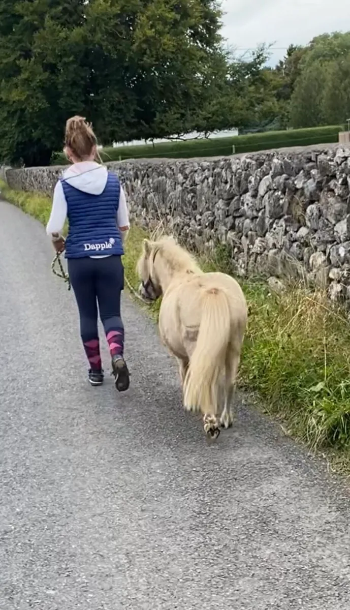 ADORABLE  29” MINI PET PONY GELDING - Image 2