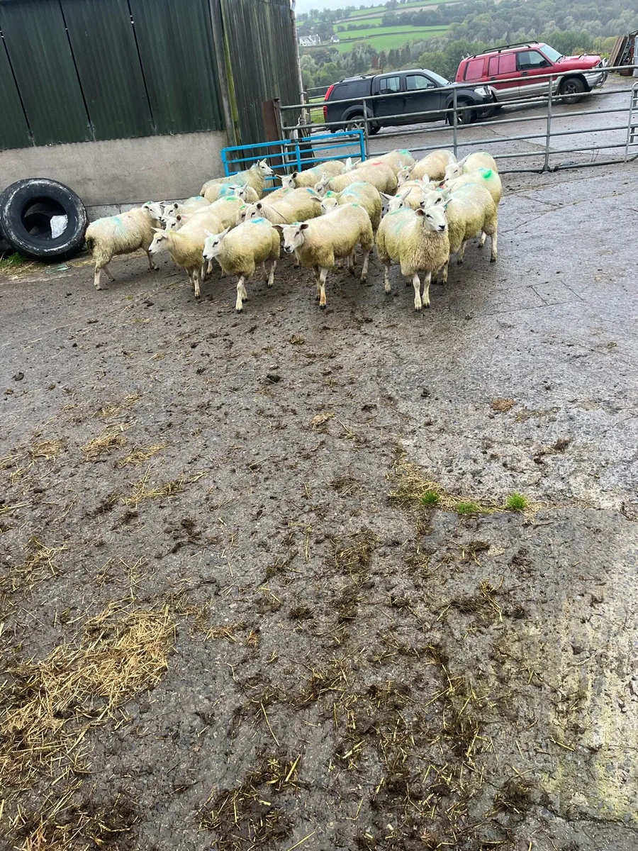 Belclare X Ewe Lambs - Image 1