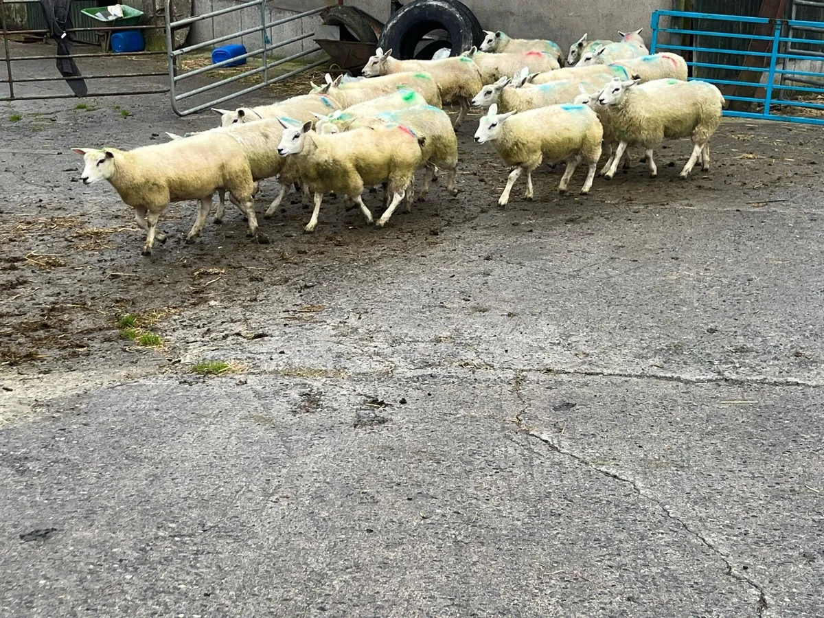 Belclare X Ewe Lambs - Image 2