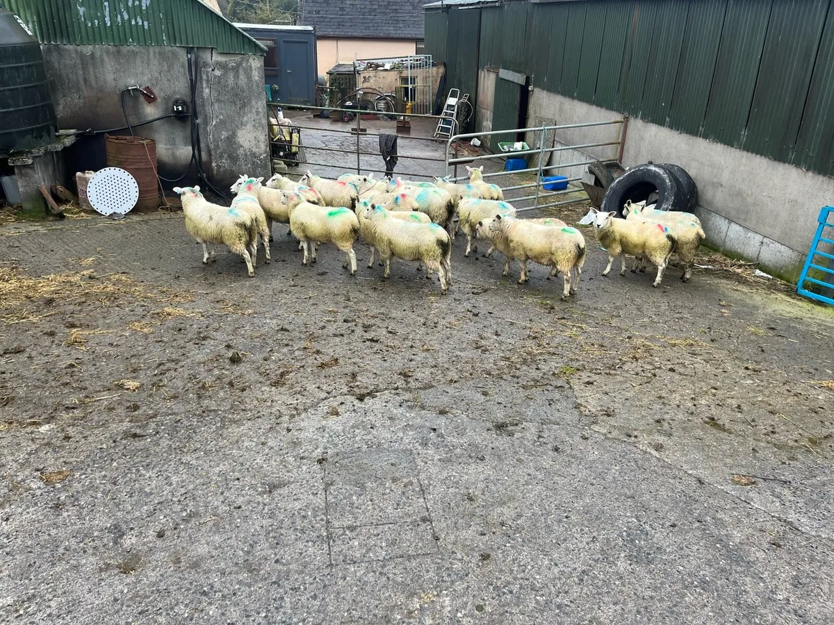 Belclare X Ewe Lambs - Image 3